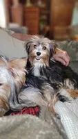Jack, a male Yorkshire Terrier for sale in Young Harris, GA – 1 of 8