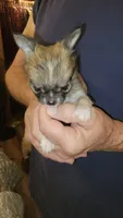 Corey, a male Chihuahua for sale in Young Harris, GA – 4 of 5