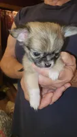 Corey, a male Chihuahua for sale in Young Harris, GA – 2 of 5