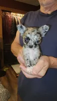 Maci, a female Chihuahua for sale in Young Harris, GA – 2 of 9