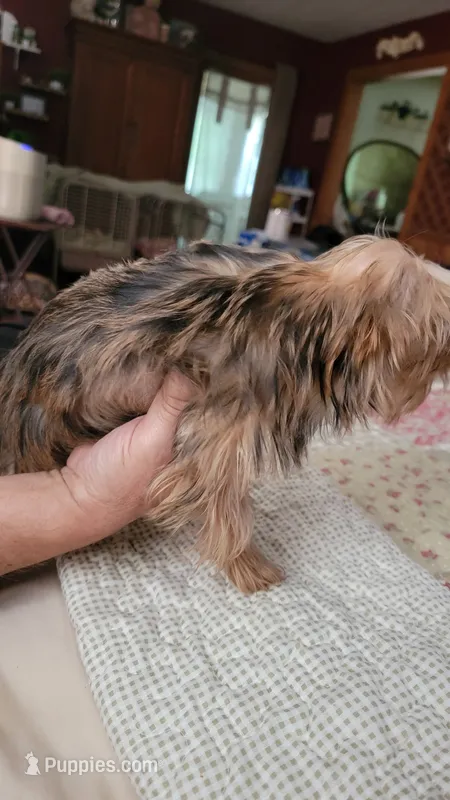 Karamo – Yorkshire Terrier puppy for sale in Young Harris, GA