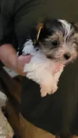 AL, a male Yorkshire Terrier for sale in Young Harris, GA – 5 of 6