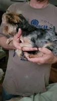 Merle, a male Yorkshire Terrier for sale in Young Harris, GA – 5 of 10