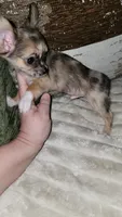 Shaun, a male Chihuahua for sale in Young Harris, GA – 4 of 8