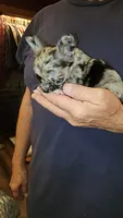 Maci, a female Chihuahua for sale in Young Harris, GA – 6 of 9