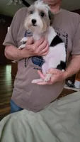 Liam, a male Yorkshire Terrier for sale in Young Harris, GA – 2 of 9