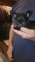 Zack, a male Chihuahua for sale in Young Harris, GA – 4 of 6