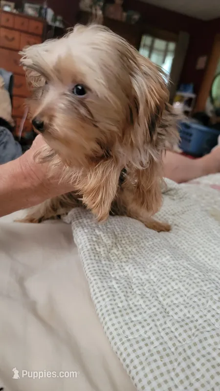 Jack – Yorkshire Terrier puppy for sale in Young Harris, GA