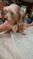 Jack, a male Yorkshire Terrier for sale in Young Harris, GA – 1 of 4