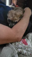 Rip, a male Chihuahua for sale in Young Harris, GA – 4 of 10