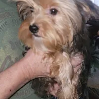 Merle, a male Yorkshire Terrier for sale in Young Harris, GA – Photo 3 of 8