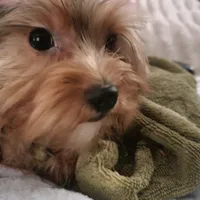 Merle, a male Yorkshire Terrier for sale in Young Harris, GA – Photo 1 of 8