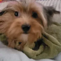 Merle, a male Yorkshire Terrier for sale in Young Harris, GA – Photo 6 of 8