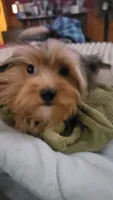 Merle, a male Yorkshire Terrier for sale in Young Harris, GA – Photo 7 of 10