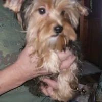 Merle, a male Yorkshire Terrier for sale in Young Harris, GA – Photo 7 of 8