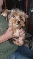 Merle, a male Yorkshire Terrier for sale in Young Harris, GA – Photo 9 of 10