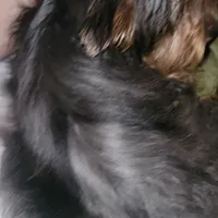 Merle, a male Yorkshire Terrier for sale in Young Harris, GA – Photo 5 of 8