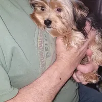 Merle, a male Yorkshire Terrier for sale in Young Harris, GA – Photo 8 of 8