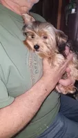 Merle, a male Yorkshire Terrier for sale in Young Harris, GA – Photo 10 of 10