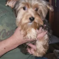 Merle, a male Yorkshire Terrier for sale in Young Harris, GA – Photo 4 of 8