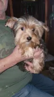 Merle, a male Yorkshire Terrier for sale in Young Harris, GA – Photo 4 of 10