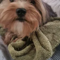 Merle, a male Yorkshire Terrier for sale in Young Harris, GA – Photo 2 of 8