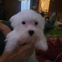 Miracle, a female Yorkshire Terrier for sale in Young Harris, GA – Photo 8 of 10