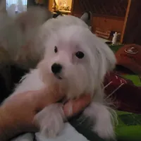 Miracle, a female Yorkshire Terrier for sale in Young Harris, GA – Photo 10 of 10