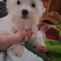 Miracle, a female Yorkshire Terrier for sale in Young Harris, GA – Photo 5 of 10