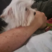 Miracle, a female Yorkshire Terrier for sale in Young Harris, GA – Photo 7 of 10