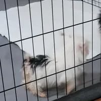 Miracle, a female Yorkshire Terrier for sale in Young Harris, GA – Photo 6 of 10