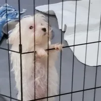 Miracle, a female Yorkshire Terrier for sale in Young Harris, GA – Photo 1 of 10