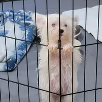 Miracle, a female Yorkshire Terrier for sale in Young Harris, GA – Photo 4 of 10