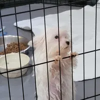 Miracle, a female Yorkshire Terrier for sale in Young Harris, GA – Photo 3 of 10