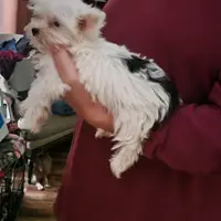 Miracle, a female Yorkshire Terrier for sale in Young Harris, GA – Photo 2 of 10