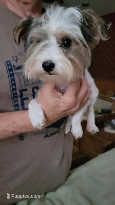 Liam – Yorkshire Terrier puppy for sale in Young Harris, GA