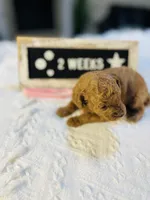 Snapper, a female Poodle - Toy  and Poodle - Miniature  for sale in Milton, FL – Photo 6 of 10