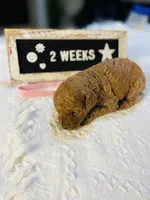 Snapper, a female Poodle - Toy  and Poodle - Miniature  for sale in Milton, FL – Photo 4 of 10