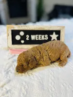 Snapper, a female Poodle - Toy  and Poodle - Miniature  for sale in Milton, FL – Photo 5 of 10