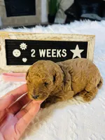 Snapper, a female Poodle - Toy  and Poodle - Miniature  for sale in Milton, FL – Photo 7 of 10