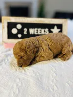 Snapper, a female Poodle - Toy  and Poodle - Miniature  for sale in Milton, FL – Photo 10 of 10