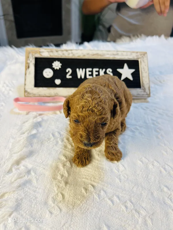 Snapper, a female Poodle - Toy  and Poodle - Miniature  for sale in Milton, FL – Photo 1 of 10