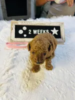 Snapper, a female Poodle - Toy  and Poodle - Miniature  for sale in Milton, FL – Photo 1 of 10