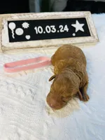 Snapper, a female Poodle - Toy  and Poodle - Miniature  for sale in Milton, FL – Photo 3 of 10