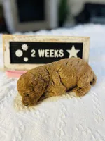 Snapper, a female Poodle - Toy  and Poodle - Miniature  for sale in Milton, FL – Photo 9 of 10