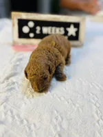 Snapper, a female Poodle - Toy  and Poodle - Miniature  for sale in Milton, FL – Photo 8 of 10