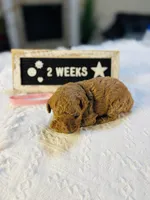 Snapper, a female Poodle - Toy  and Poodle - Miniature  for sale in Milton, FL – Photo 2 of 10