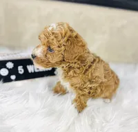 Surf, a male Poodle - Toy  and Poodle - Miniature  for sale in Milton, FL – Photo 10 of 10