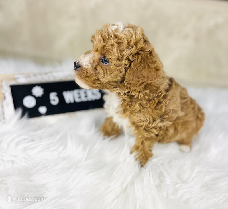 Surf, a male Poodle - Toy  and Poodle - Miniature  for sale in Milton, FL – Photo 1 of 10