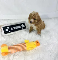 Surf, a male Poodle - Toy  and Poodle - Miniature  for sale in Milton, FL – Photo 4 of 10